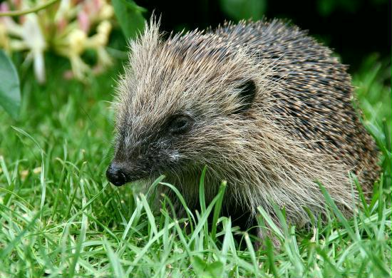 Hedgehog <i>Erinaceus europaeus</i>